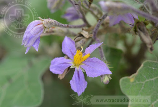 Cây Cà dại hoa tím. Solanum indicum L - Cây Thuốc Nam Quanh Ta